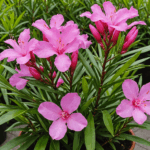 découvrez la période parfaite pour semer votre laurier rose et garantir une belle floraison. suivez nos conseils pour ne pas manquer cette opportunité de réussir vos plantations !