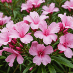 découvrez le laurier rose, une plante fascinante : conseils d’entretien, floraison, toxicité et toutes les informations essentielles pour mieux la connaître.