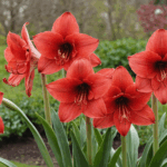 découvrez nos conseils essentiels pour prendre soin de votre amaryllis après la floraison : arrosage, entretien du bulbe et astuces pour une nouvelle floraison éclatante. gardez votre plante en pleine forme facilement !