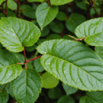 découvrez des méthodes efficaces pour éliminer les taches noires sur les feuilles de vos rosiers et retrouvez des plantes saines et fleuries grâce à nos conseils pratiques et naturels.