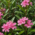 découvrez les meilleures astuces et secrets pour éliminer définitivement les pucerons jaunes sur votre laurier rose. protégez vos plantes efficacement grâce à nos conseils pratiques et naturels !