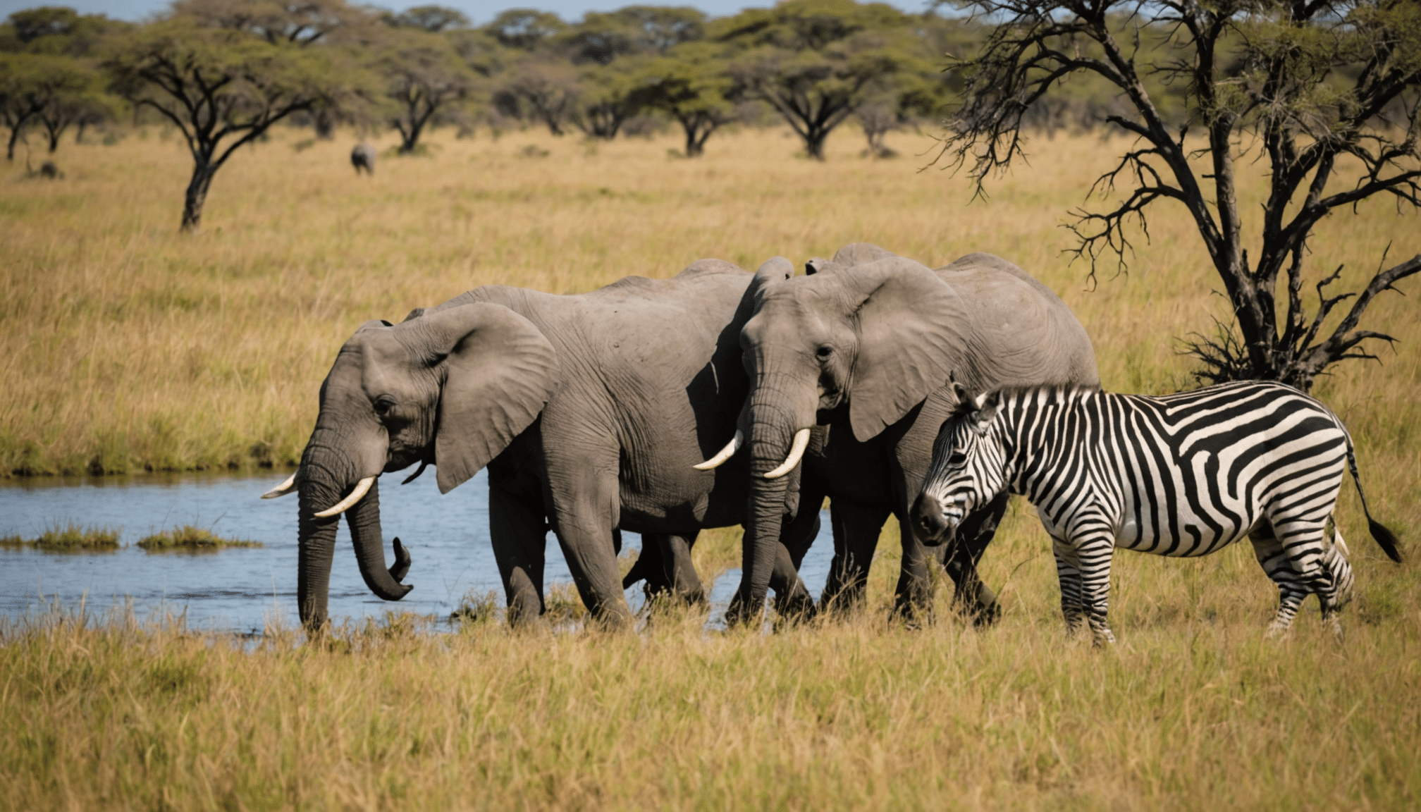 découvrez le botswana comme jamais auparavant avec notre guide essentiel pour les novices du safari. explorez la richesse de sa faune, ses paysages à couper le souffle et les conseils pratiques pour vivre une aventure inoubliable au cœur de la nature sauvage.