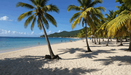 découvrez nos astuces essentielles pour bien organiser votre séjour en martinique : conseils pratiques, bons plans et idées pour profiter pleinement de l’île aux fleurs.