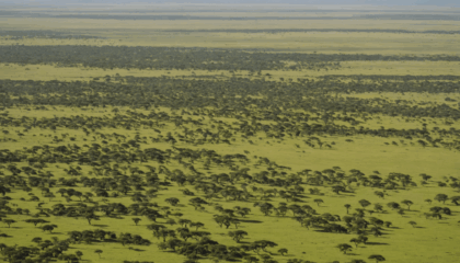 explorez la beauté sauvage du parc national du serengeti en tanzanie avec notre guide complet : conseils pratiques, faune exceptionnelle, quand partir et activités incontournables pour un safari inoubliable.