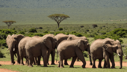 découvrez le parc national des éléphants d'addo : histoire, animaux emblématiques, conseils pratiques et infos essentielles pour préparer votre visite dans l'une des plus grandes réserves naturelles d'afrique du sud.