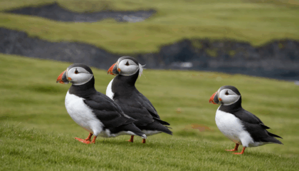découvrez la faune unique d'islande lors de votre voyage : macareux moines, baleines, renards arctiques et bien d'autres animaux fascinants à observer dans des paysages exceptionnels.