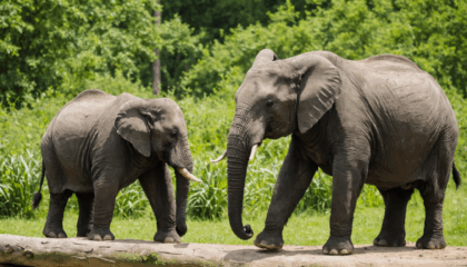explorez les meilleures activités à faire en france pour les amoureux des animaux : visites de parcs animaliers, réserves naturelles, fermes pédagogiques et expériences uniques avec la faune locale.