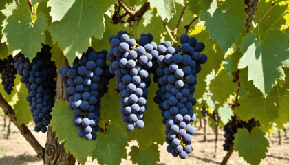 découvrez les secrets des vins corses pendant vos vacances grâce à notre guide pratique : conseils de dégustation, domaines à visiter et expériences authentiques au cœur de la corse viticole.