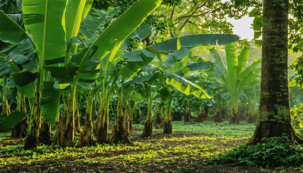 découvrez notre guide simple et efficace pour cultiver un bananier sans graine. apprenez les techniques essentielles, les soins nécessaires et les astuces pour réussir la culture de cette plante exubérante, même sans semences. transformez votre jardin en un véritable paradis tropical!