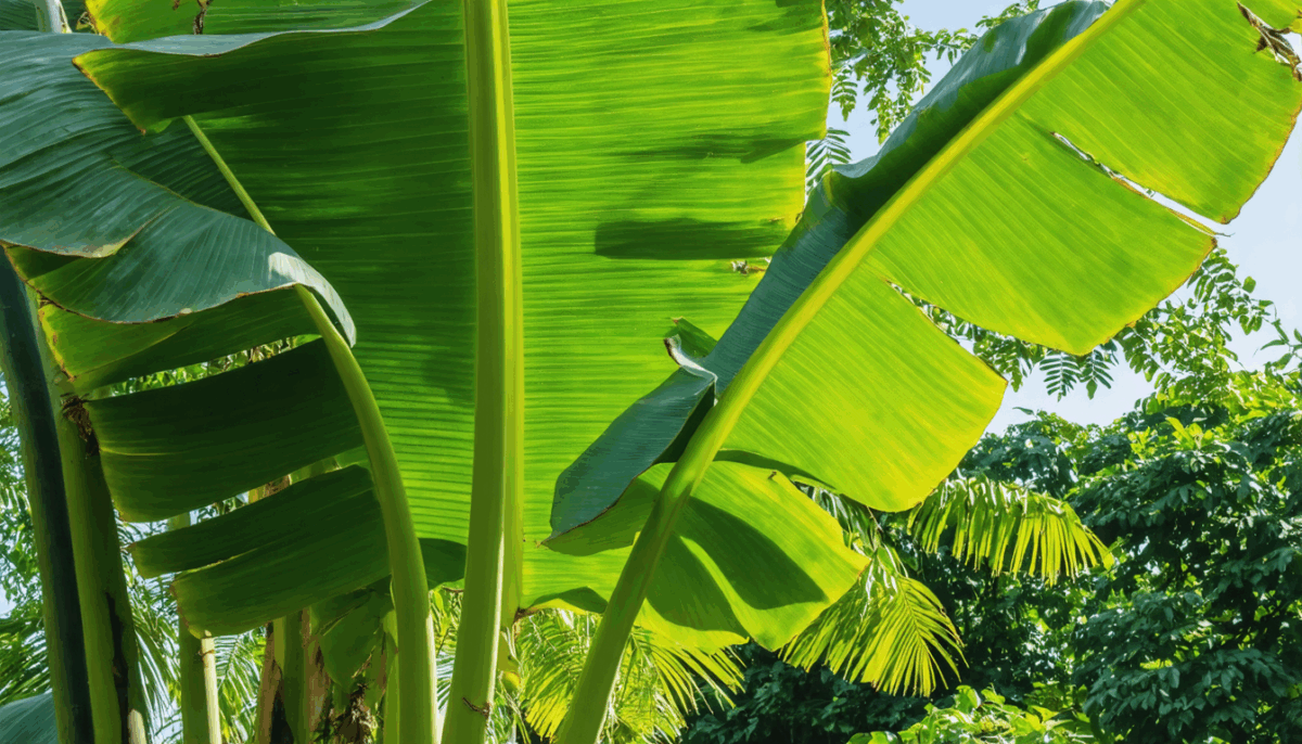 découvrez tout ce qu'il faut savoir sur le bananier : explorez les différentes variétés, obtenez des conseils de plantation et d'entretien, et maîtrisez les meilleures méthodes de récolte pour profiter pleinement de ce fruit délicieux.