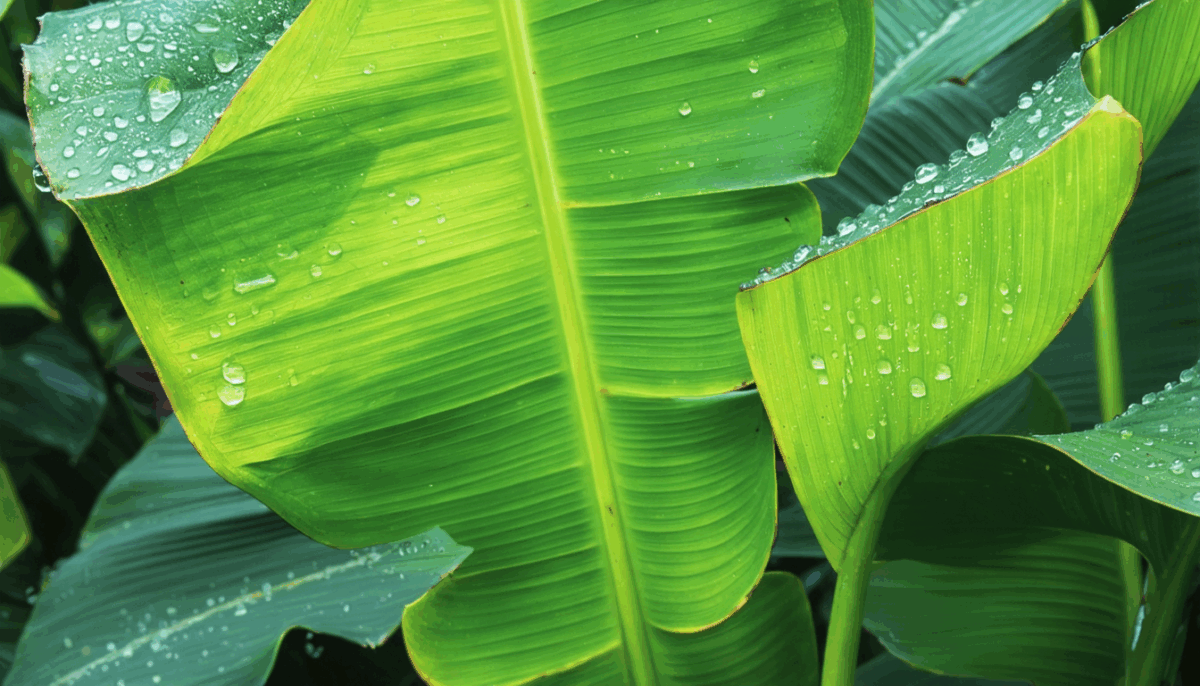 découvrez tout ce qu'il faut savoir sur le bananier : explorez les différentes variétés, obtenez des conseils pratiques pour la plantation et l'entretien, et apprenez les meilleures méthodes de récolte pour profiter pleinement de ce fruit exotique.