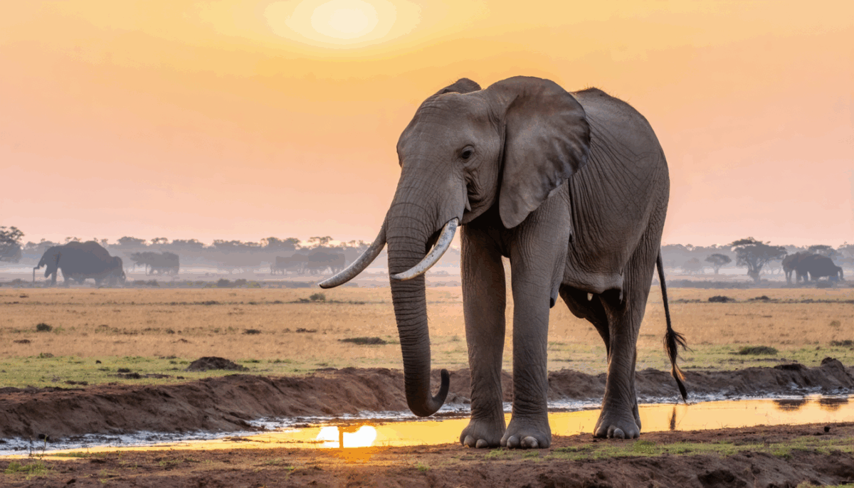 découvrez l'histoire fascinante d'ahmed, l'éléphant emblématique. plongez dans son incroyable destinée, entre aventures inoubliables et défis surmontés, qui en font un symbole de courage et de résilience. ne manquez pas ce récit captivant qui touche le cœur et célèbre la vie sauvage.
