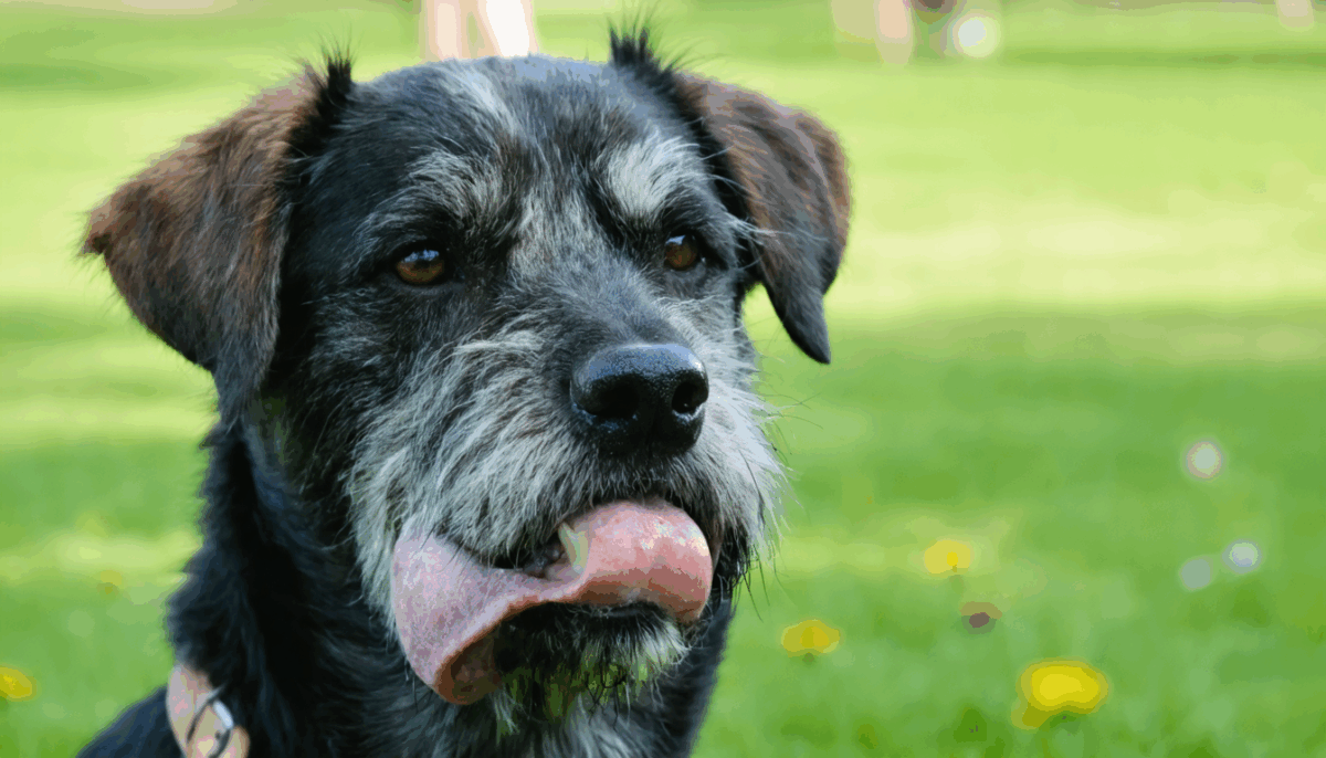 découvrez les étapes essentielles pour soulager et dégonfler une piqûre de guêpe chez votre chien. apprenez la durée des symptômes et bénéficiez de nos astuces pratiques pour assurer le bien-être de votre animal après une piqûre.
