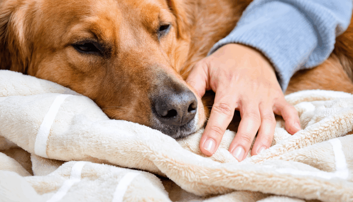 découvrez tout ce qu'il faut savoir sur la durée de conservation d'un chien décédé. cet article vous guide à travers des conseils pratiques et les réglementations essentielles à respecter, pour vous accompagner dans ce moment délicat.