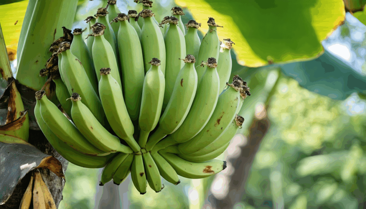 découvrez comment cultiver un bananier sans semences grâce à notre guide pratique. apprenez les techniques simples et efficaces pour faire pousser ce fruit tropical chez vous, même sans graines.