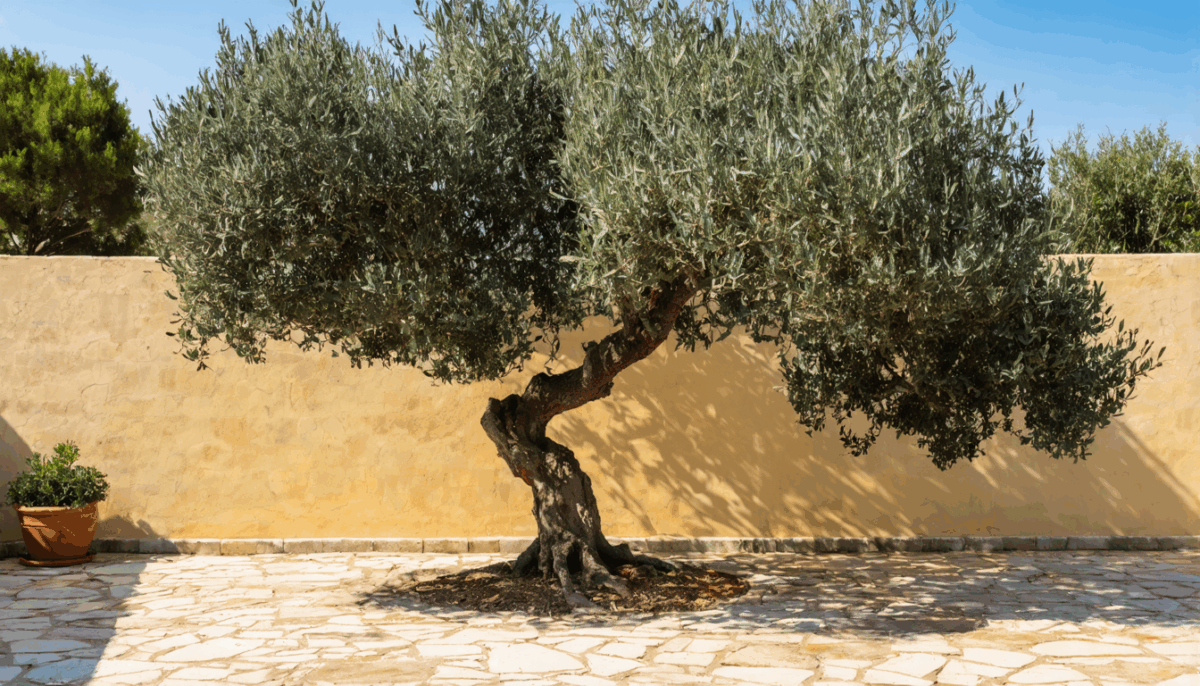 découvrez des conseils pratiques et astuces incontournables pour sublimer votre olivier. apprenez à mettre en valeur cet arbre emblématique et à l'intégrer harmonieusement dans votre espace extérieur, tout en favorisant sa croissance et sa santé.