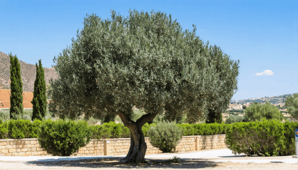 découvrez les principales raisons de la chute des feuilles de votre olivier et explorez des solutions efficaces pour préserver la santé de votre arbre. informez-vous sur les facteurs environnementaux et les soins adaptés pour garder votre olivier en pleine forme toute l’année.