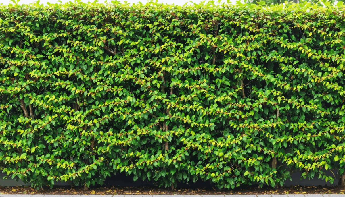 découvrez les défis rencontrés par le photinia, notamment ses maladies courantes, sa croissance rapide et ses exigences d'entretien. apprenez les meilleures pratiques pour assurer la santé et la beauté de cette plante ornementale dans votre jardin.
