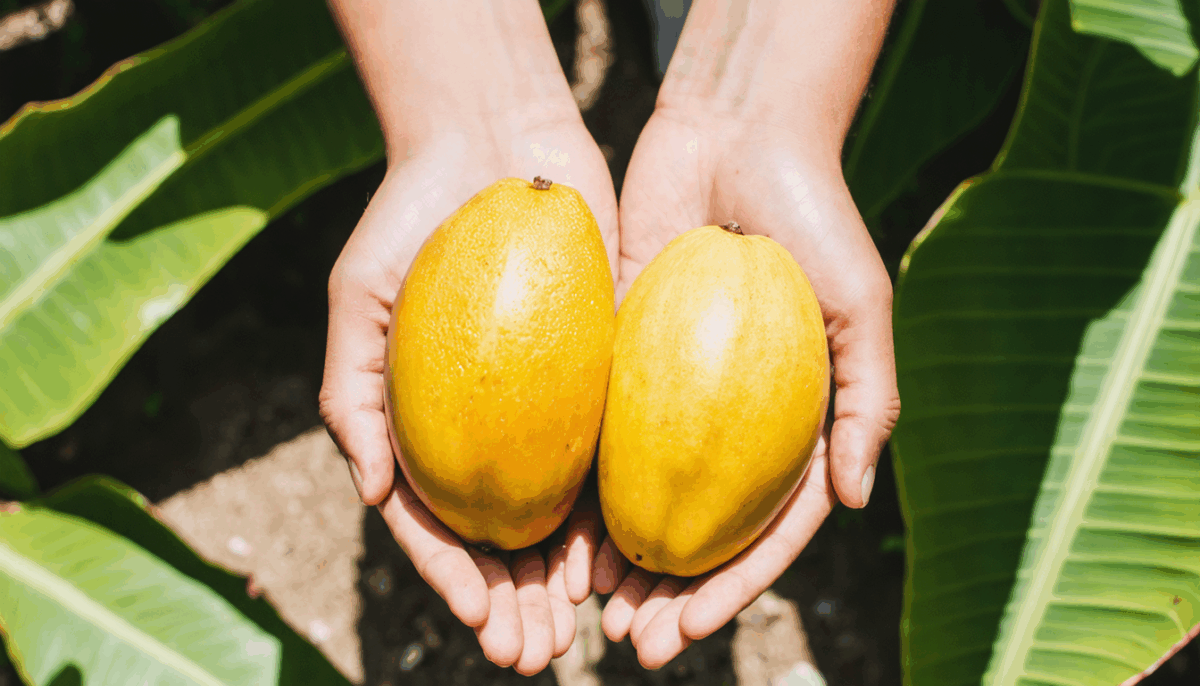 découvrez les astuces incontournables pour identifier une mangue parfaitement mûre. apprenez à reconnaître les signes de maturité, les couleurs à surveiller et les conseils de conservation pour savourer ce fruit exotique à son apogée.