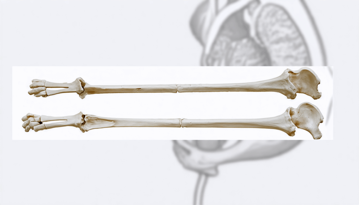 découvrez l'importance de la longueur du fémur dans l'estimation de la taille de votre bébé pendant la grossesse. ce guide essentiel explique comment ces mesures sont prises et leur signification pour le suivi du développement fœtal.
