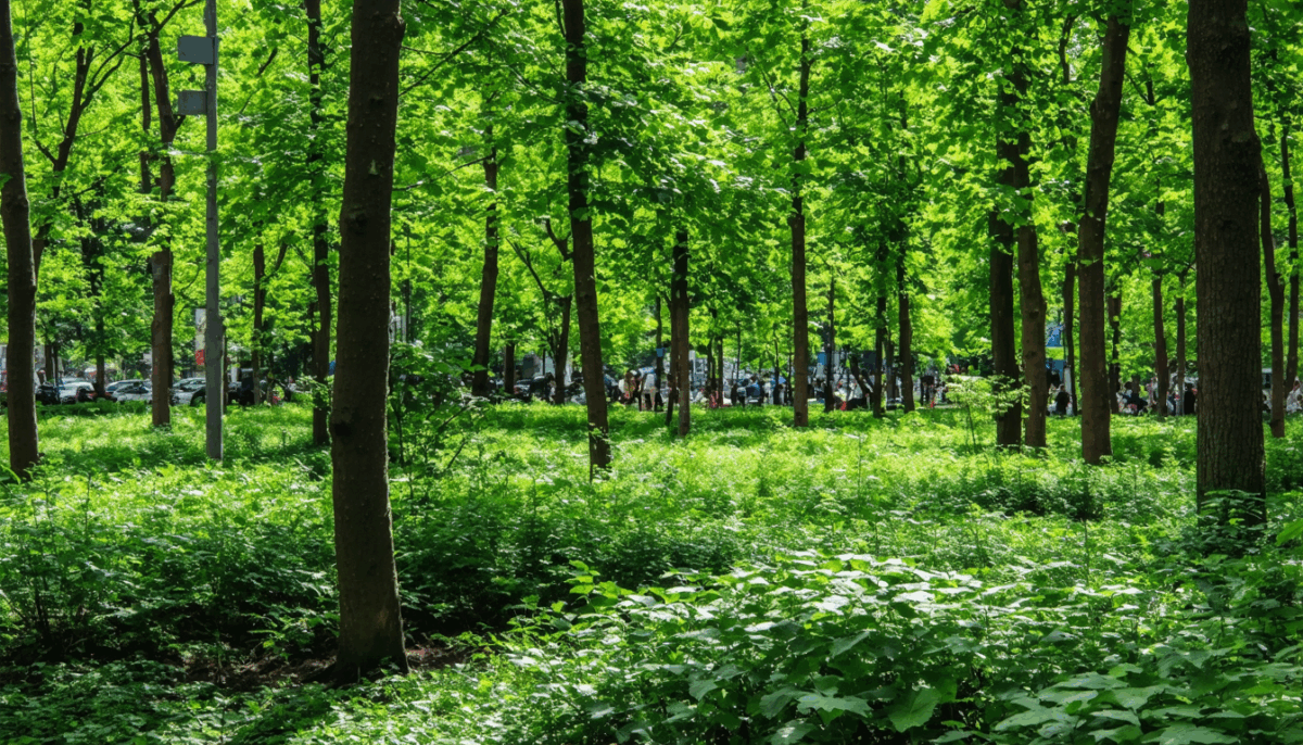 découvrez comment la méthode miyawaki transforme les villes françaises en créant des micro-forêts urbaines. un concept innovant pour revitaliser l’espace urbain, renforcer la biodiversité et améliorer la qualité de vie en milieu citadin.