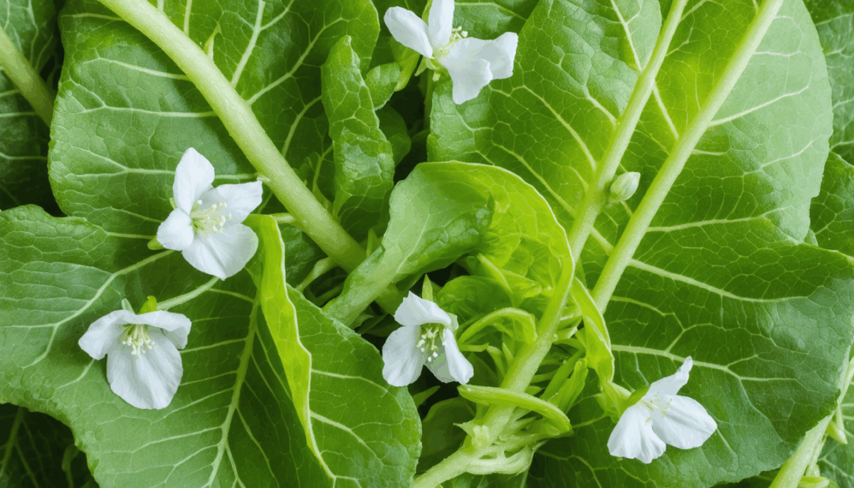 explorez l’égopode podagraire lors de notre cueillette #4 : découvrez ses vertus pour la santé, ses usages traditionnels et des idées de recettes savoureuses pour l’intégrer à votre cuisine au quotidien.