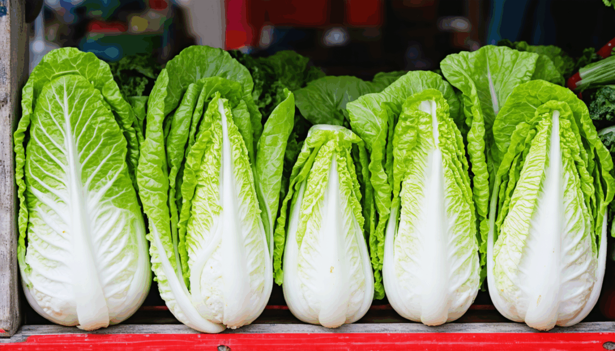 découvrez comment préparer facilement une délicieuse salade de chou chinois cru, fraîche et croquante, idéale pour accompagner vos repas sains et équilibrés.