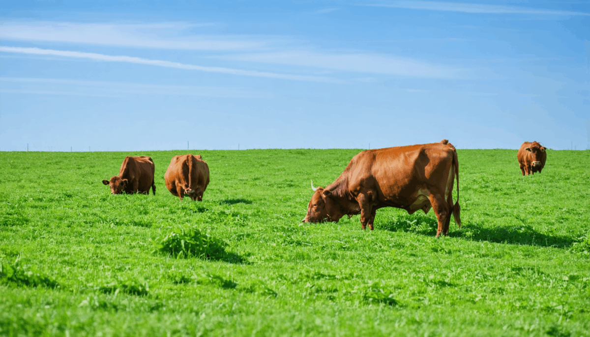 découvrez nature viande, votre source de viande bio française de qualité, directement livrée fraîche par nos producteurs locaux. savourez la nature dans chaque bouchée !