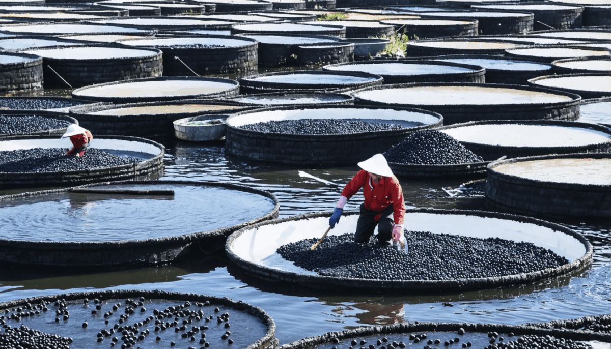plongez dans l'univers du caviar français et explorez les secrets de ce joyau gastronomique d'exception, alliant tradition, qualité et raffinement inégalé.
