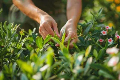 Découvrez les secrets pour bouturer le laurier rose avec succès et en toute saison