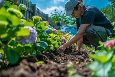 Pourquoi votre hortensia refuse-t-il de fleurir ? découvrez les secrets pour une floraison luxuriante