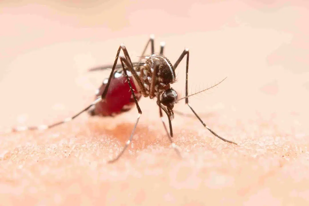 Pourquoi le moustique est l’animal le plus mortel du monde ?