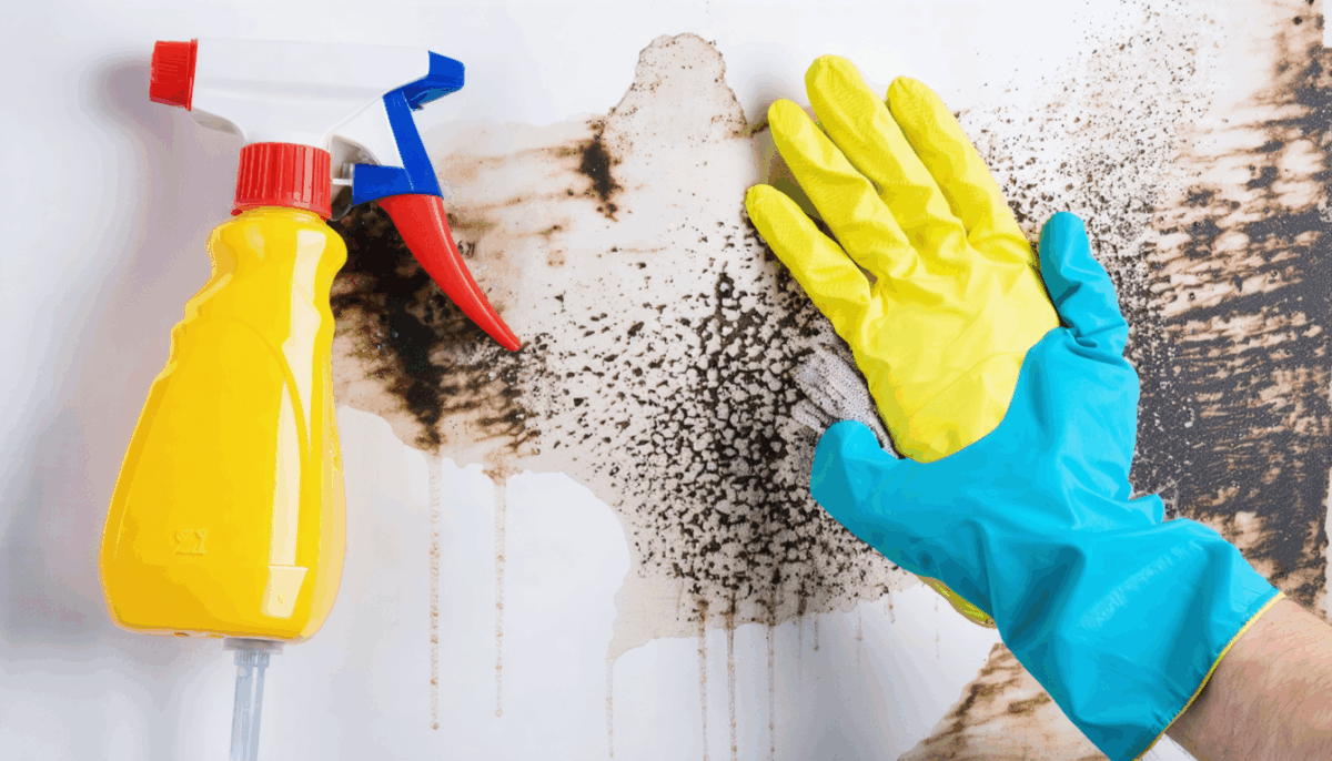 découvrez les causes de l'odeur de moisi après un dégât des eaux et apprenez comment l'identifier et la traiter efficacement pour assainir votre intérieur.