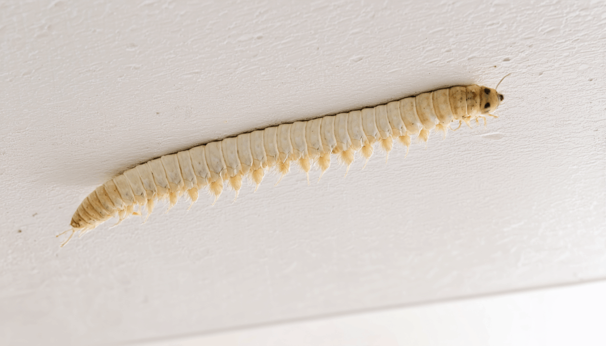 découvrez des conseils pratiques pour identifier, traiter et prévenir une invasion de larves de mites sur votre plafond, afin de protéger efficacement votre intérieur.
