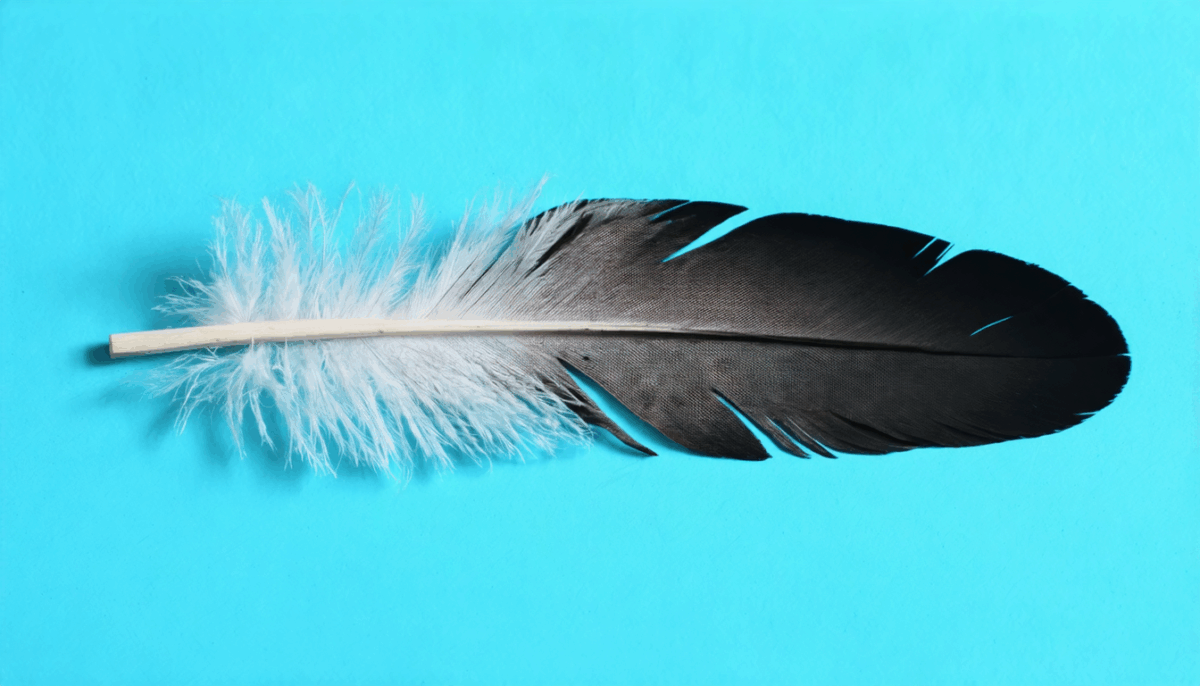 découvrez les différentes significations et interprétations spirituelles ou symboliques associées à la découverte d'une plume d'oiseau dans votre maison. que peut révéler ce phénomène sur votre vie ?